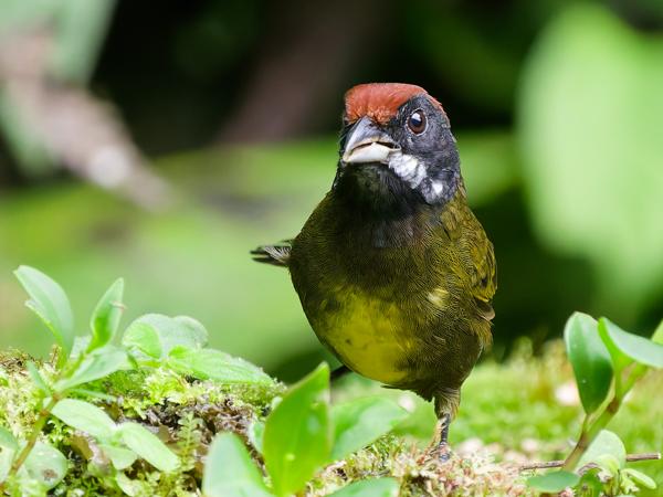<h3><a href="/trips/costa-rica/biota/animalia/chordata/aves/040 passeriformes/126 emberizidae/arremon crassirostris/arremon crassirostris-nl.html">Arremon&nbsp;crassirostris</a> / Sooty‑faced&nbsp;finch / Dikbekstruikgors</h3>OM-1 Mark II met OLYMPUS M.150-400mm F4.5, 1/250 sec  bij F4.5, ISO 10000, afstand 8.77&nbsp;m